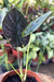 Alocasia Infernalis P