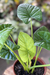 Alocasia Lukiwan M - comprar online