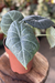 Alocasia Maharani G - comprar online