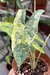 Alocasia Princeps Aurea Variegata - comprar online