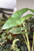 Alocasia Princeps G - comprar online