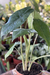 Alocasia Princeps P - comprar online