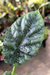 Alocasia Sinuata P na internet