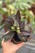 Euphorbia Francoisii - Exemplar 1 - comprar online