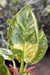 Philodendron Green Congo Variegata - Black Friday na internet