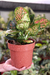 Aglaonema Red - comprar online