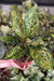 Aglaonema Noid