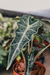 Alocasia Amazônica Mint Variegata G - comprar online