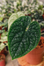 Anthurium Luxurians - comprar online