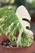 Monstera Albo Variegata - Deliciosa Small Form na internet