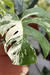 Monstera Albo Variegata White Tiger - Deliciosa Small Form - Araceales