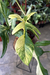 Philodendron Florida Beauty G - comprar online