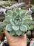 Echeveria Beatrice