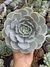 Echeveria Runyonii San Carlos