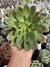 Echeveria Darley Dale