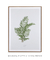 Quadro Coleção Plantas: Areca Bambu - comprar online