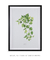 Quadro Coleção Plantas: Jibóia Verde - Emoldurei Store