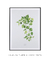 Quadro Coleção Plantas: Jibóia Verde - Emoldurei Store