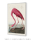 Quadro Flamingo by John James - Emoldurei Store