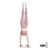 Maniquí Yoga Vertical - Importada - comprar online