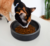 Comedouro para gatos Duo Bowl Black - comprar online