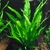 PLANTA MICROSORIUM @MICROSORUM PTEROPUS