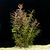 PLANTA ROTALA MACRANDRA @ROTALA MACRANDRA