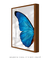 Quadro Decorativo Asa de Borboleta Azul Direita na internet