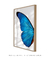Quadro Decorativo Asa de Borboleta Azul Direita na internet