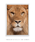 Quadro Decorativo Leão de Judá - Quadros Incríveis