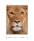 Quadro Decorativo Leão de Judá - comprar online