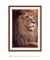 Quadro Decorativo Leão Étnico Safari Fotografia - comprar online