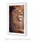 Quadro Decorativo Leão Étnico Safari Fotografia - loja online