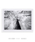 Imagem do Quadro Decorativo Paisagem Árvores Luna Nera Preto e Branco