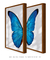 Quadros Decorativos Asas de Borboleta Azul - Composição com 2 Quadros na internet