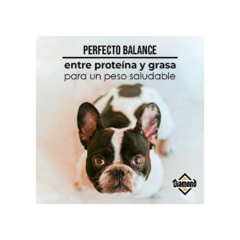 DIAMOND MAINTENANCE DOG CROQUETAS - comprar en línea