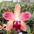 Blc. Nobiles Pet Shop