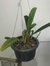 Bulbophyllum Affine - comprar online
