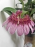 Bulbophyllum Eberhardti