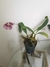 Bulbophyllum Eberhardti - comprar online