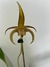 Bulbophyllum lobbyl