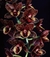 Catasetum Fdk. After Dark ''Sunset Valley Orchids''