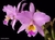 Cattleya Gaskelliana