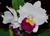 Cattleya Orglade's Grand