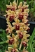 Cymbidium Marvin Gaye