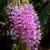 Dendrobium Anosmum