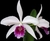 Laelia Purpurata