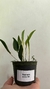 Restrepla purpurea - comprar online