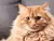 Antipulgas para gatos Bravecto Plus Pipeta en internet