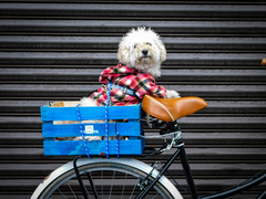 Caja de Carga Trasera para Bicicleta Madera en Colores Mybikemx - tienda en línea